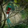 Kvesal chocholaty - Pharomachrus mocinno - Quetzal 7859